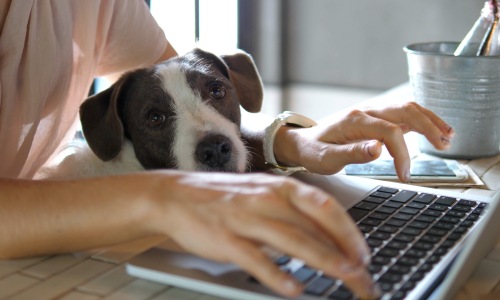 a person typing with a pet in their lap